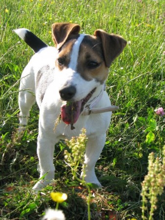 Lilly