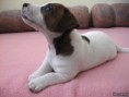 /album/prve-fotky1/jrt-4-jpg2/