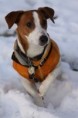 /album/stretavka-z-dogfora/img-0967-jpg1/
