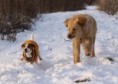 /album/stretavka-z-dogfora/img-0974-jpg/