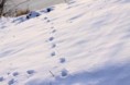 /album/stretavka-z-dogfora/img-0988-jpg/
